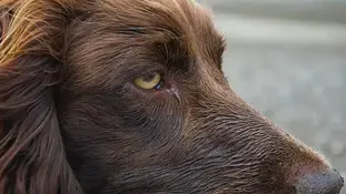 Сльози з очей у собаки ч и це нормально?