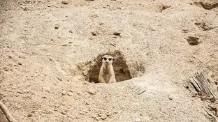 Чи варто утримувати сурикатів вдома?