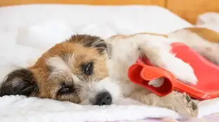 Гастрит у котів та собак