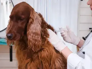 Чи можна вакцинувати котів і собак старше 8 років?