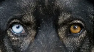 Очі різного кольору у собак. Норма чи патологія?