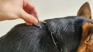 Як безпечно для собаки позбутись підшкірного кліща?