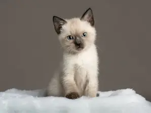 10 фактів про сіамських котів