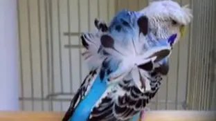 Поліфолікульоз у папуг