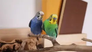 Ознаки захворювання у папуг