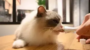 Блювота у котів після їжі