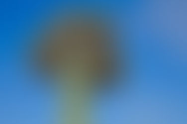 Hiking the Sidewinder Trail: How to See the Rare Pima Dynamite Crested Saguaro. "Dynamite Empress"