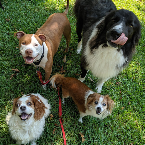 What a Pack!