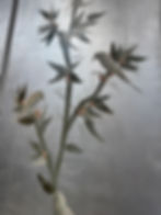 Thumbnail: BIRD VINE SILVER LEAF