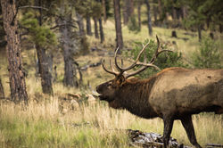 Bugling Wallowed Bull