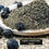 Thumbnail: Natto Bromelain Turmeric Compound | Herbal Glycerite