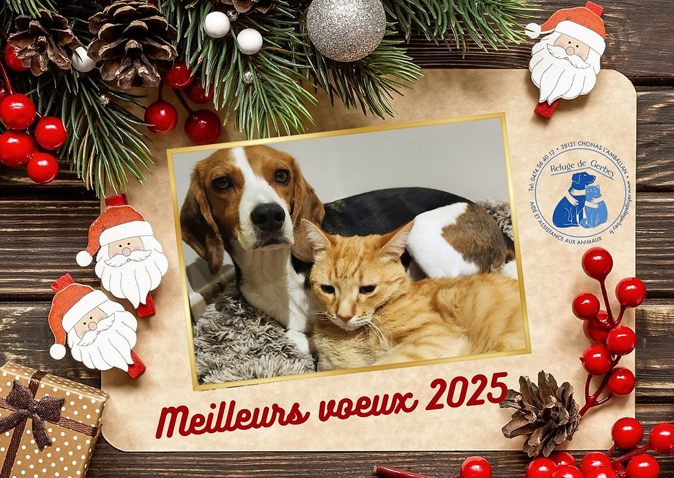 Merci mille fois encore à tous nos donateurs, adhérents, bénévoles qui nous permettent de mener à bien cette mission pour protéger les chiens et les chats laissés pour compte . Nous sommes fiers que vous soyez à nos côtés et en 2025 nous ferons en sorte que vous soyez encore fiers de nous soutenir. Belle année à vous et vos poilus  ! 