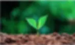 home-tree_-webp.webp