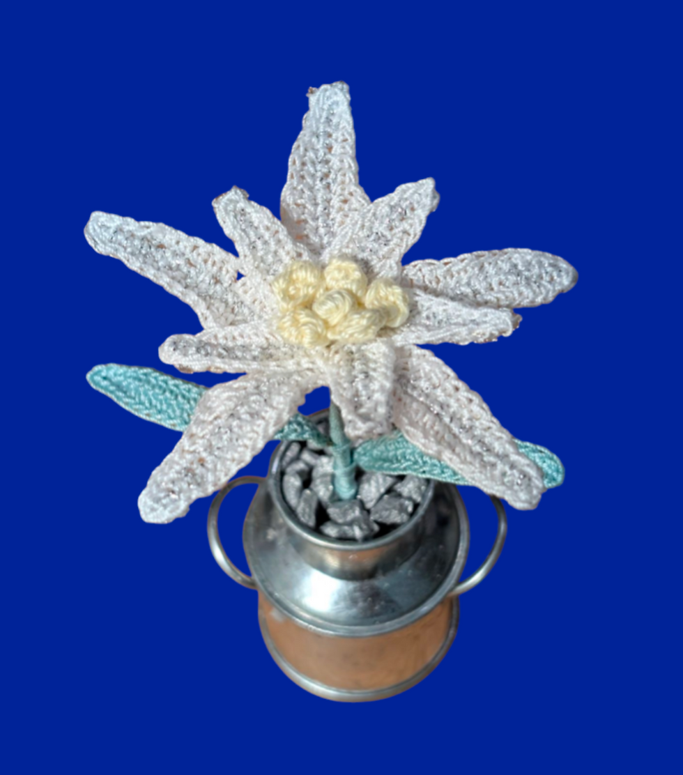 Miniaturbild: Edelweiss 