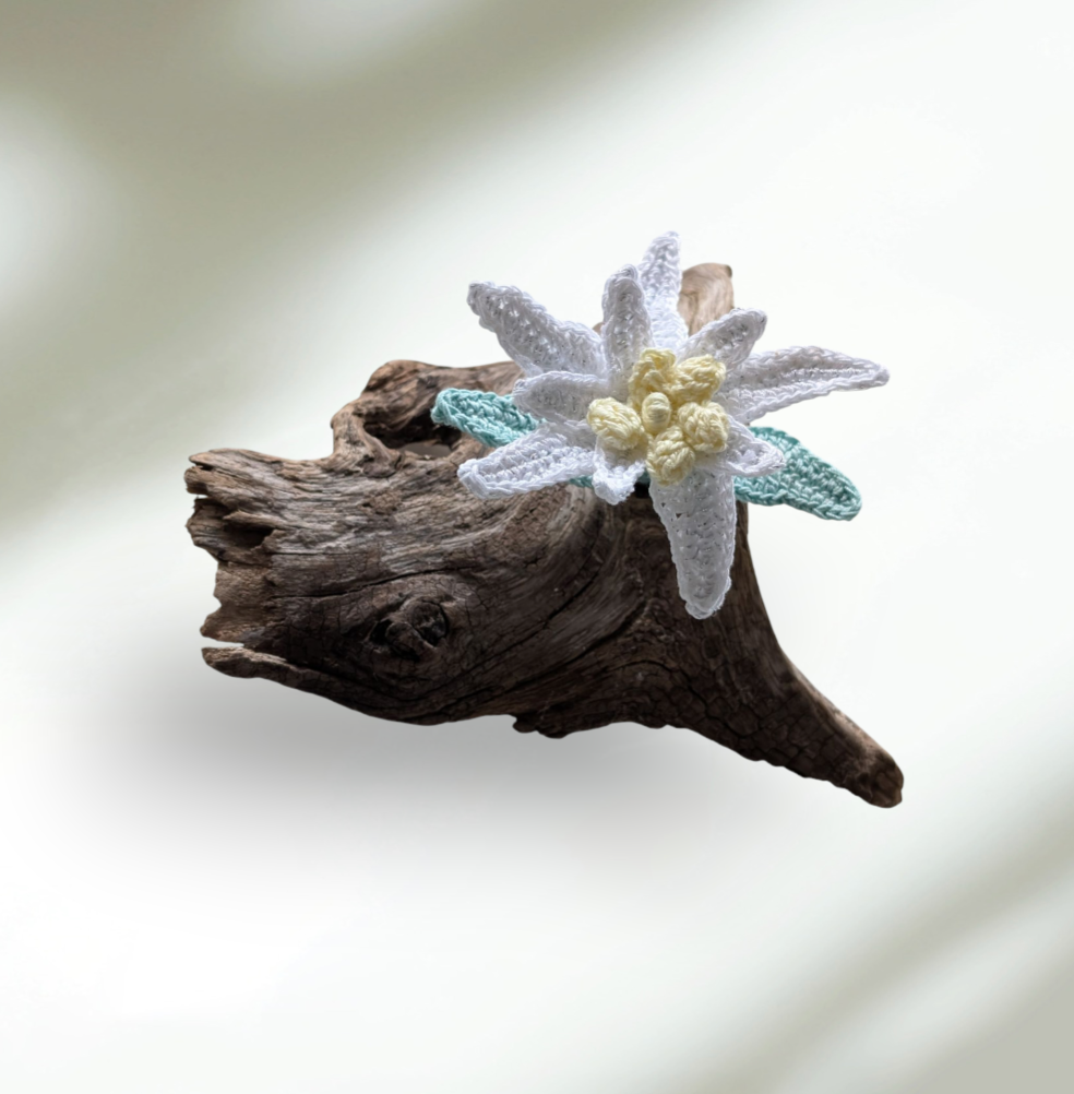Edelweiss auf Schwemmholz 