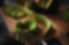 20220502_Avojoy_dark_4455013.jpg