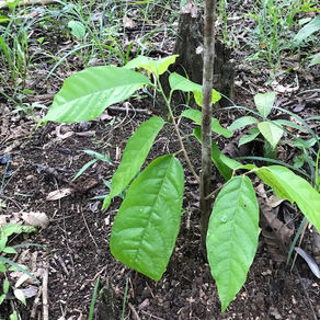 Update: So entwickeln sich die Veredelungen