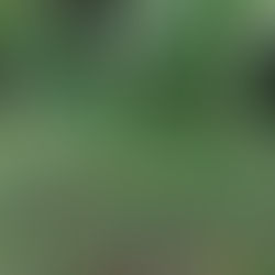 Bunt gemischt auf 1,5 Hektar