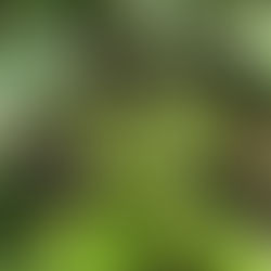 Affenproblem? Denkste!