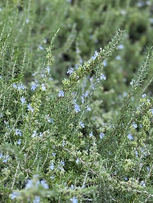 Rosemary Inspiration Photo for A Dream of Leaves Pattern Collection