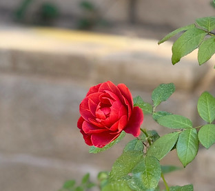Red Rose Inspiration Photo for Rose Bush Mini-Collection