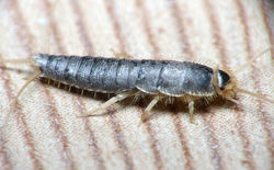 Silverfish