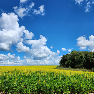 Crotalária Spectabilis Roth