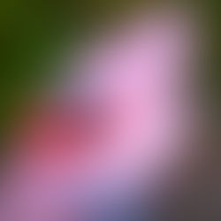 “From Survival Mode to Thriving: How Resilience Collaborative is Building Resilient Communities”