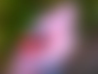 “From Survival Mode to Thriving: How Resilience Collaborative is Building Resilient Communities”