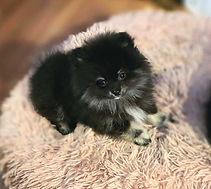 Bear (2).jpg