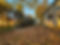 pine removal.jpg