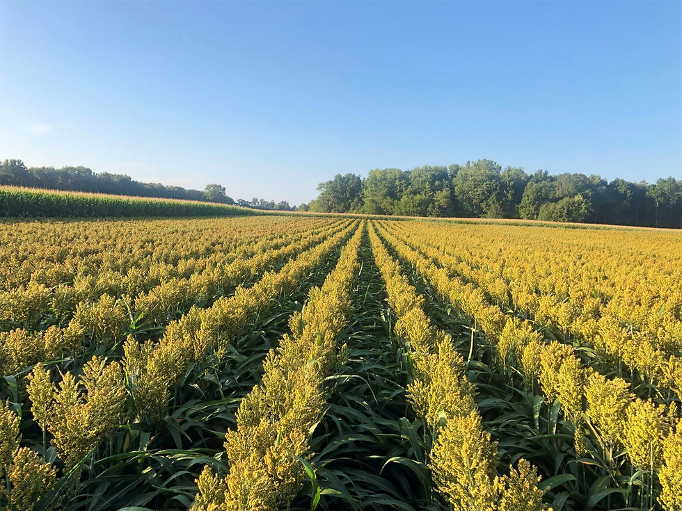 2019 Grain Sorghum