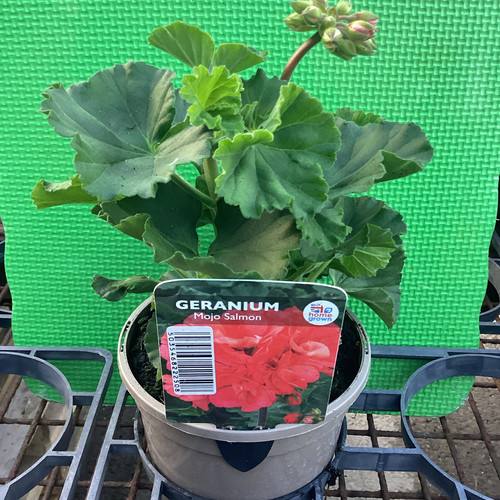 Geranium Mojo Salmon jwestseasonalstore