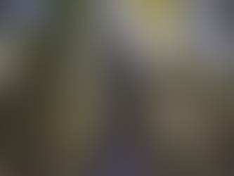 Avenue of the Giants!!