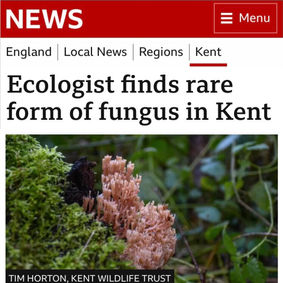 Rare Candelabra Coral fungus spotted in Kent
