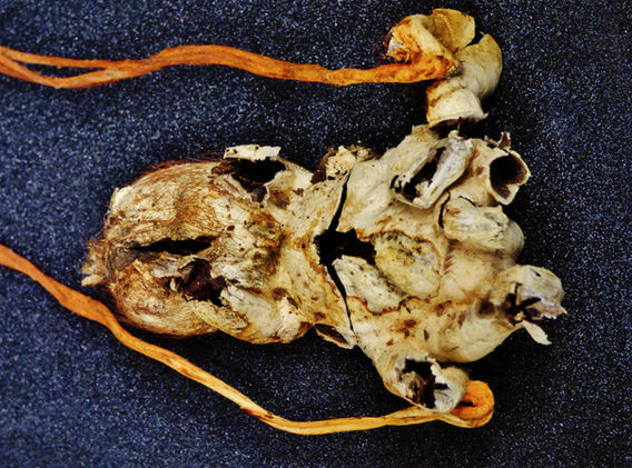 P2660085_A1_Tarantula (7.30MB).JPG