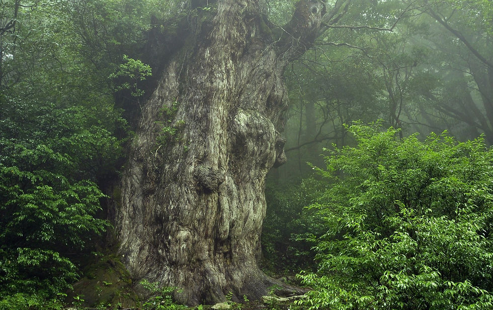 繩紋衫 名源自於繩紋時代的樹木,樹齡至少2000年 ( 圖片來源:日本國家旅遊局)