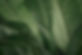 Banana Leaves_edited_edited.jpg