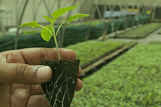 Small Plant_edited.jpg