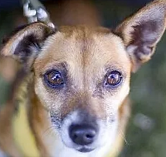 Animal Rescue healed