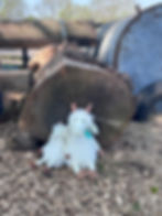 Miniaturbild: 20CM Goat
