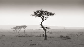 Acacia in black and white, Masai Mara.jpg