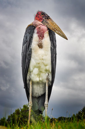 marabou stork.jpg