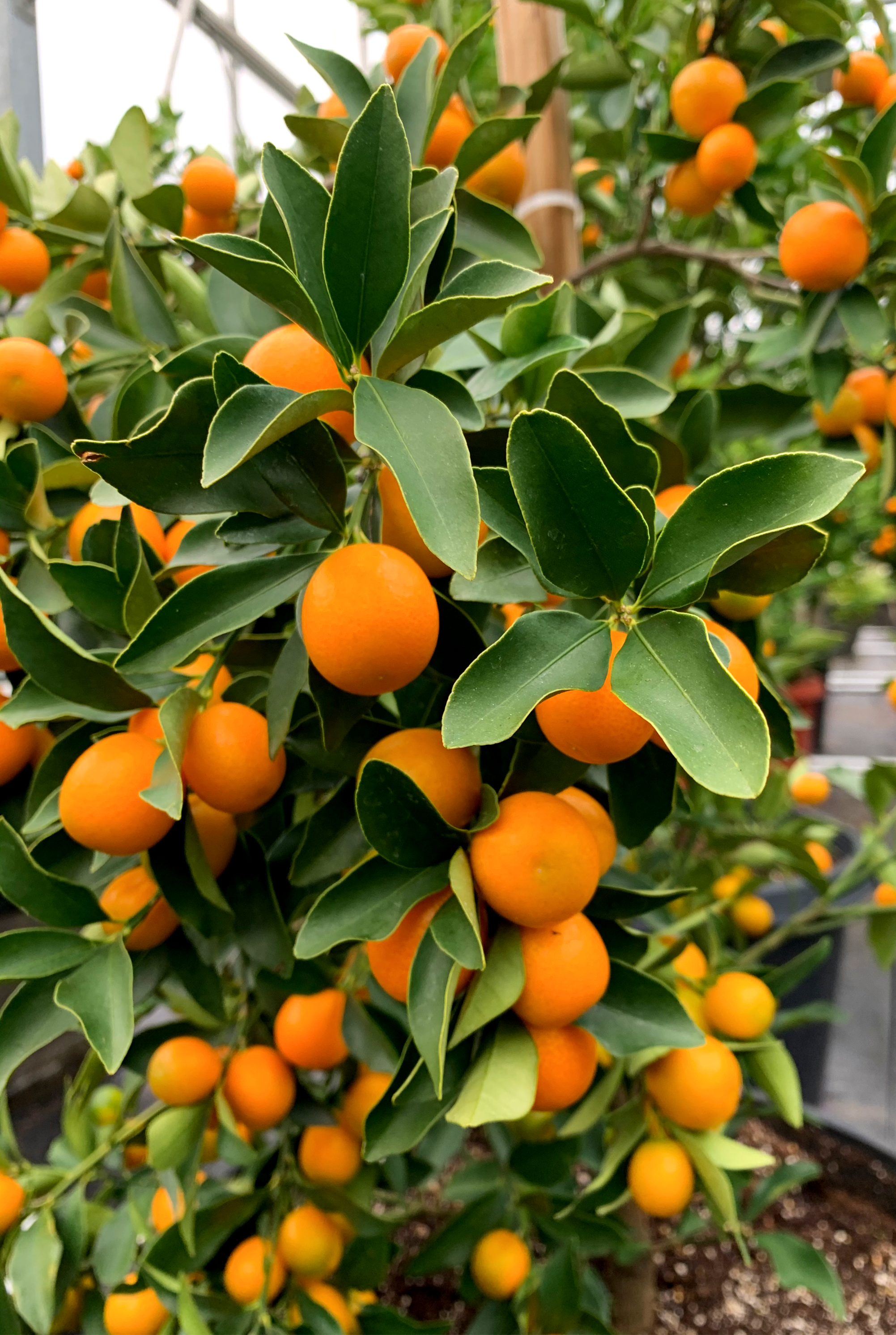 Meiwa Kumquats