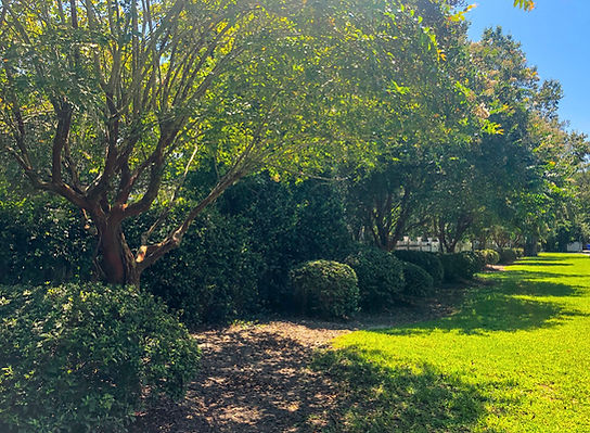 CV Crepe Myrtles.jpg