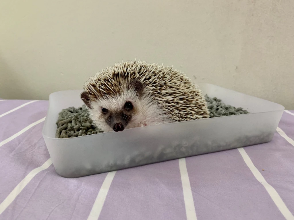 Tips How to not get your Hedgehog Pee On You