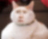 Weird cat stuff
