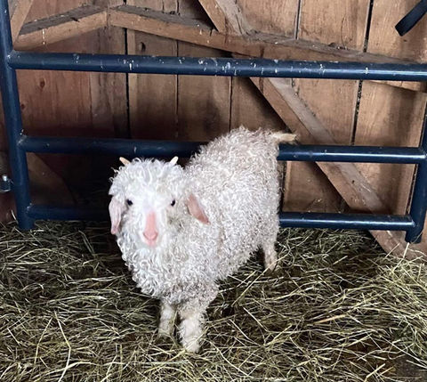 Nigora goat for rent or nigora goat for sale Victor NY