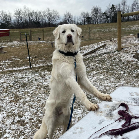 Livestock guardian dog, LGD, Livestock Guardian Dogs, Maremma Sheepdogs, Maremma