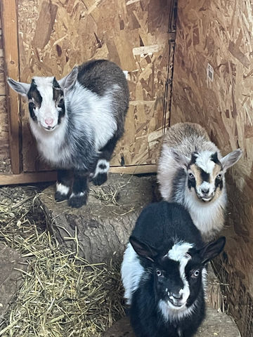 Nigerian Dwarf Goats for sale in Victor NY. Nigerian Dwarf Goats for Rent in Victor NY
